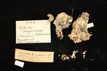 Media type: image; Invertebrate Zoology CNID-5502